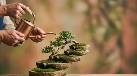 Métaphore visuelle d'une croissance d'entreprise maîtrisée et durable sur plusieurs années